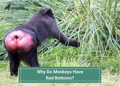 monkey red butt|What Monkey Has a Red Butt — Do Yo.